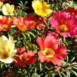 portulaca singela sortida 20 sementes 4513 e1496690043961