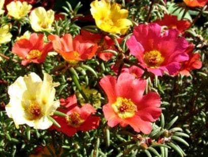 portulaca singela sortida 20 sementes 4513 e1496690043961