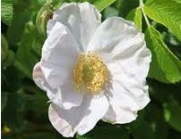 rosa japonesa branca 10 sementes 0785 e1496688645328