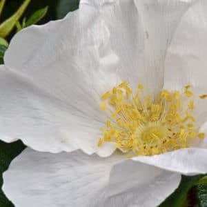 rosa japonesa branca 10 sementes 1174 e1496688719860