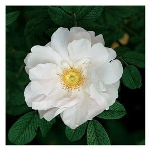 rosa japonesa branca 10 sementes 1602