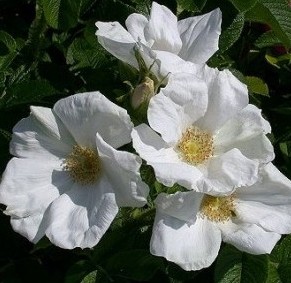 rosa japonesa branca 10 sementes 2367 e1496688802283