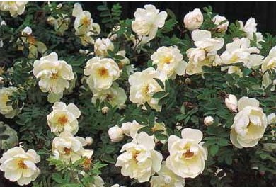 rosa japonesa branca 10 sementes 2378 e1496688687895