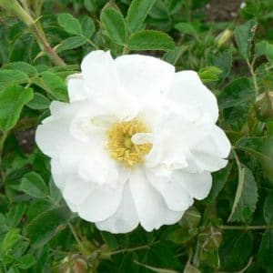rosa japonesa branca 10 sementes 2481 e1496688666655
