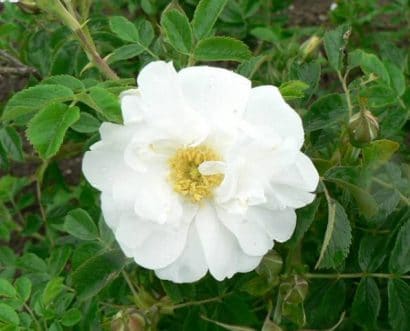 rosa japonesa branca 10 sementes 2481 e1496688666655