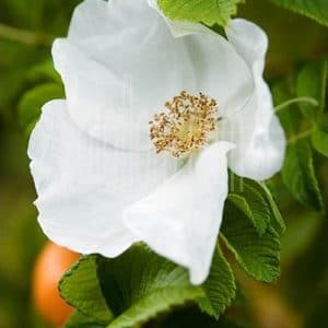 rosa japonesa branca 10 sementes 2799 e1496688593927