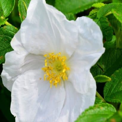 rosa japonesa branca 10 sementes 3595