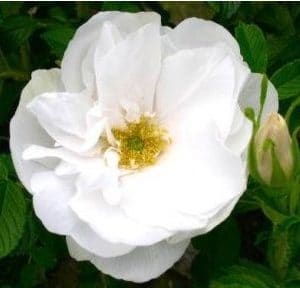 Rosa Japonesa Branca: 10 Sementes