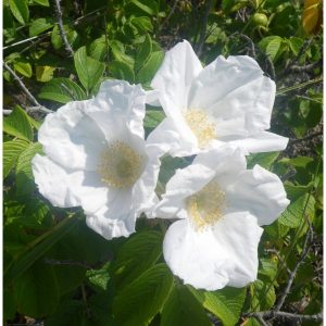 Rosa Japonesa Branca: 10 Sementes