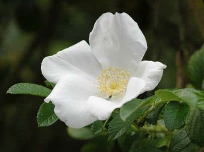 rosa japonesa branca 10 sementes 7888 e1496688621824