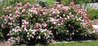 rosa japonesa father 10 sementes 4261 e1496689524414