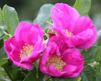 rosa japonesa father 10 sementes 8852 e1496689606162