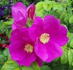 Rosa Japonesa Pink: 10 Sementes