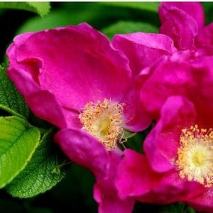rosa japonesa pink 10 sementes 3425 e1496688451326