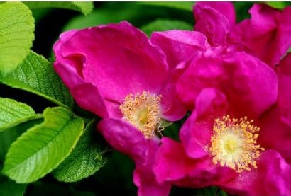 rosa japonesa pink 10 sementes 3425 e1496688451326