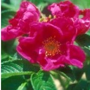 rosa japonesa pink 10 sementes 4452 e1496687932915