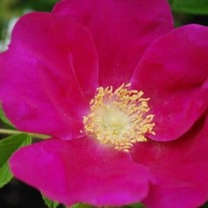 rosa japonesa pink 10 sementes 7449 e1496687966423