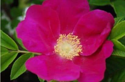 rosa japonesa pink 10 sementes 7449 e1496687966423