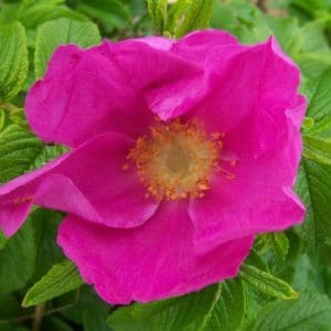 rosa japonesa pink 10 sementes 8121 e1496688474427