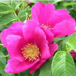 Rosa Japonesa Pink: 10 Sementes