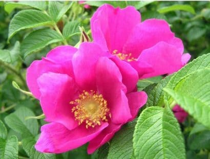 rosa japonesa pink 10 sementes 9128 e1496688218714