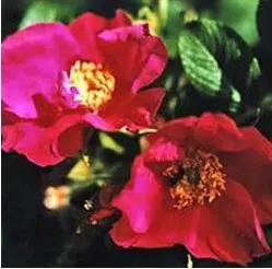 rosa japonesa vermelha 10 sementes 0285 e1496686444462