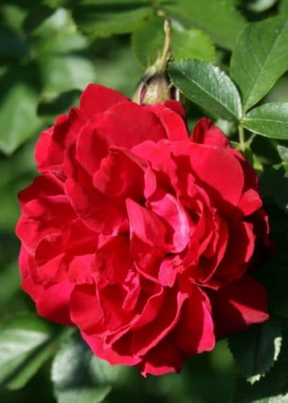 Rosa Japonesa Vermelha: 10 Sementes