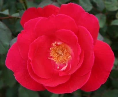 rosa japonesa vermelha 10 sementes 2671 e1496686566383