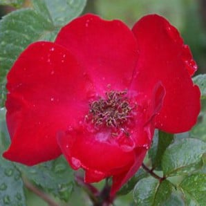 rosa japonesa vermelha 10 sementes 4275 e1496686535491