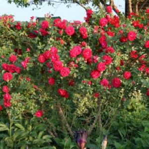rosa japonesa vermelha 10 sementes 6167 e1496687830454
