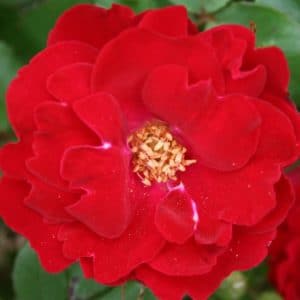 Rosa Japonesa Vermelha: 10 Sementes