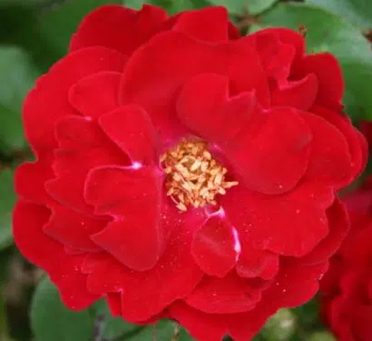Rosa Japonesa Vermelha: 10 Sementes