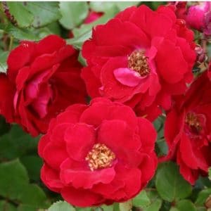 Rosa Japonesa Vermelha: 10 Sementes