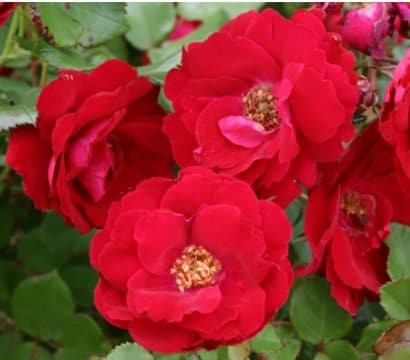 rosa japonesa vermelha 10 sementes 9359 e1496687882969