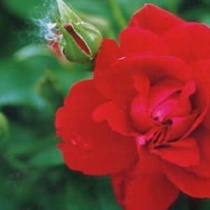 rosa japonesa vermelha 10 sementes 9578 e1496686513749