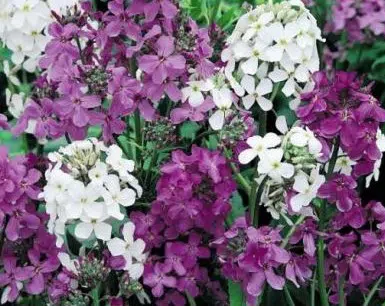 sementes de juliana dos jardins 4104 e1496627420703