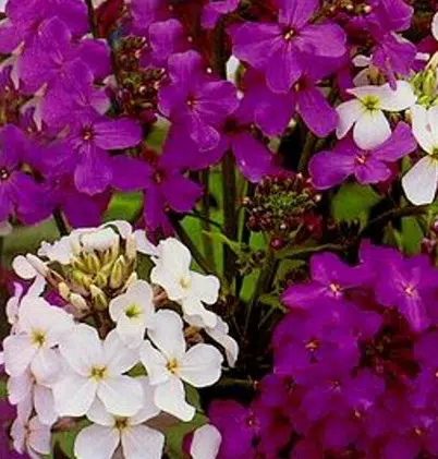 Comprar Sementes de Juliana-dos-Jardins
