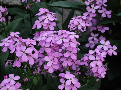 sementes de juliana dos jardins 8413 e1496627339272