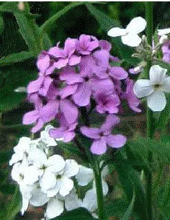 sementes de juliana dos jardins 8929 e1496627097641