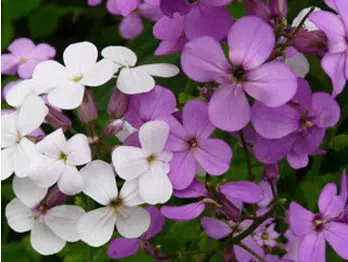 sementes de juliana dos jardins 9533 e1496626971884