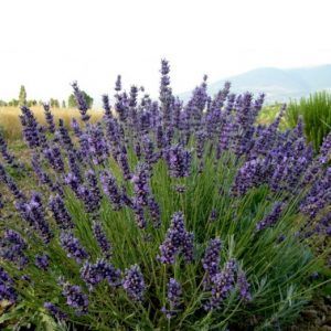 sementes de lavanda alfazema 15 sementes 0004 e1496624811173