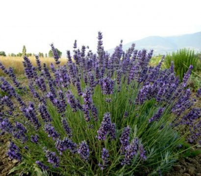 sementes de lavanda alfazema 15 sementes 0004 e1496624811173