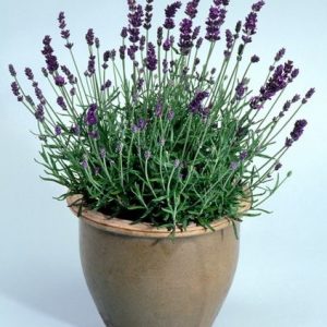 sementes de lavanda alfazema 15 sementes 0098 e1496624866464