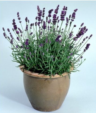 sementes de lavanda alfazema 15 sementes 0098 e1496624866464