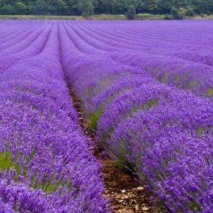 sementes de lavanda alfazema 15 sementes 2795 e1496624893607