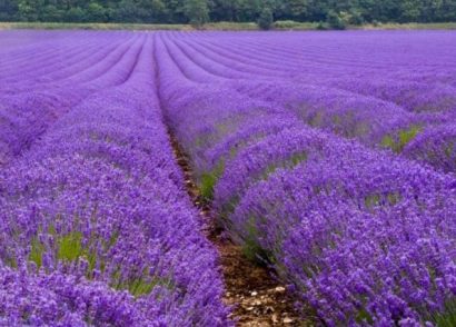 sementes de lavanda alfazema 15 sementes 2795 e1496624893607