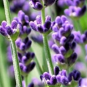 sementes de lavanda alfazema 15 sementes 5101 e1496624841135