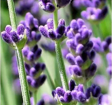 sementes de lavanda alfazema 15 sementes 5101 e1496624841135