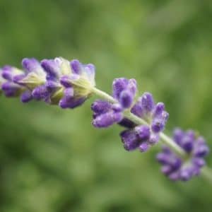 sementes de lavanda alfazema 15 sementes 5807 e1496624783259