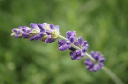 sementes de lavanda alfazema 15 sementes 5807 e1496624783259